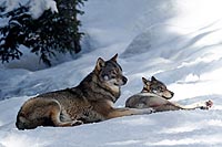 Alpha, Le Temps du Loup – myplanetexperience.com