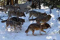 Alpha, Le Temps du Loup – myplanetexperience.com
