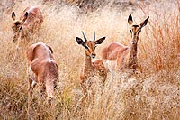 Afrique du Sud : Pilanesberg national park