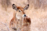 Afrique du Sud : Pilanesberg national park