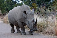 Afrique du Sud : Pilanesberg national park