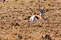 Afrique du Sud : Pilanesberg national park