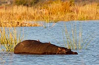 Afrique du Sud : Pilanesberg national park