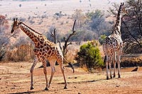 Afrique du Sud : Pilanesberg national park