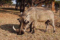 Afrique du Sud : Pilanesberg national park