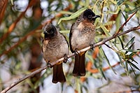 Afrique du Sud : Pilanesberg national park