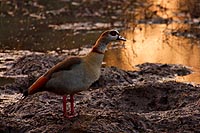 Afrique du Sud : Pilanesberg national park