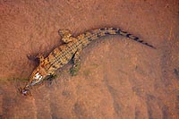 Afrique du Sud : Kruger National Park