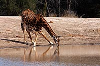 Afrique du Sud : Kruger National Park