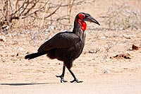 Afrique du Sud : Kruger National Park