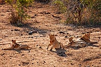 Afrique du Sud : Kruger National Park