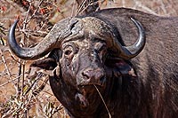 Afrique du Sud : Kruger National Park
