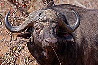 Afrique du Sud : Kruger National Park