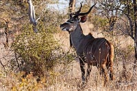 Afrique du Sud : Kruger National Park