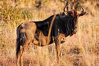 Afrique du Sud : Kruger National Park