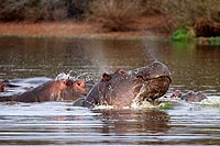 Afrique du Sud : Kruger National Park