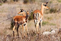 Afrique du Sud : Kruger National Park