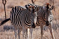 Afrique du Sud : Kruger National Park