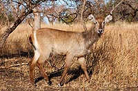 Afrique du Sud : Kruger National Park