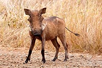 Afrique du Sud : Kruger National Park