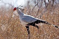 Afrique du Sud : Kruger National Park