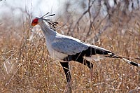 Afrique du Sud : Kruger National Park