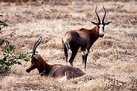 Swaziland : réserve de Mlilwane