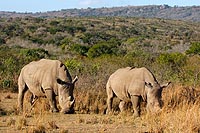 Afrique du Sud : Hluhluwe Imfolozi Park