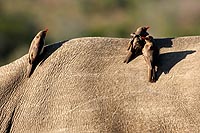 Afrique du Sud : Hluhluwe Imfolozi Park