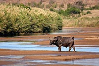 Afrique du Sud : Hluhluwe Imfolozi Park