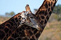 Afrique du Sud : Hluhluwe Imfolozi Park