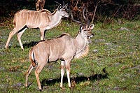 Afrique du Sud : Greater St Lucia Wetland Park