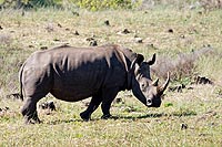 Afrique du Sud : Greater St Lucia Wetland Park