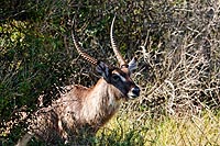 Afrique du Sud : Greater St Lucia Wetland Park