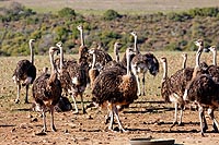 Afrique du Sud : Cap L'Agulhas