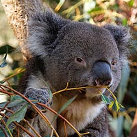 Kangaroo Island, Australie