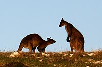 Australie, Kangaroo island