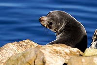 Australie, Kangaroo island