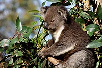 Australie, Kangaroo island