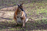 Australie, Kangaroo island