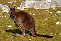Australie, Kangaroo island