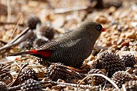 Australie, Kangaroo island