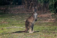 Australie, Kangaroo island