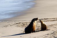 Australie, Kangaroo island