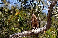 Australie experience : Stuart Highway
