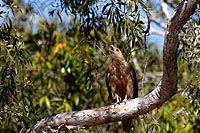 Australie experience : Stuart Highway