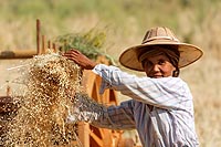 Myanmar Birmanie experience : les moissons sur la route de Pindaya