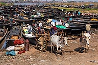 Myanmar Birmanie experience : marché de Nam Pan, Lac Inlé