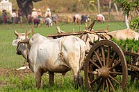 Myanmar Birmanie experience : culture du riz sur la route de Pindaya