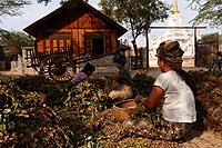 Myanmar Birmanie experience : visite des villages de Bagan